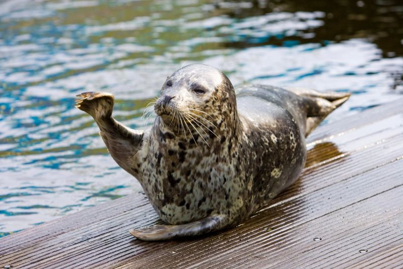 Afbeelding 2 van Dolfinarium