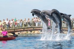 Afbeelding 3 van Dolfinarium