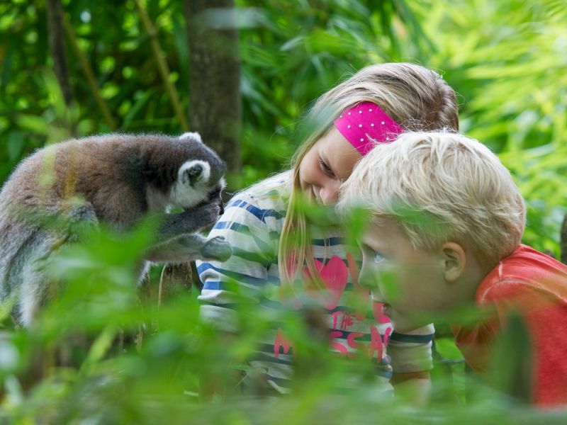 Afbeelding 2 van Apenheul Apeldoorn