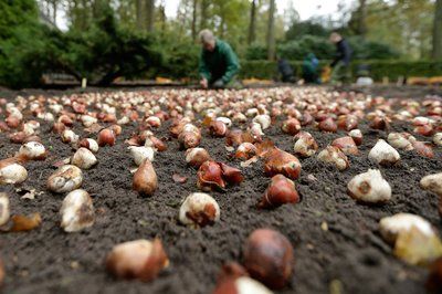 Afbeelding 3 van Keukenhof 2023