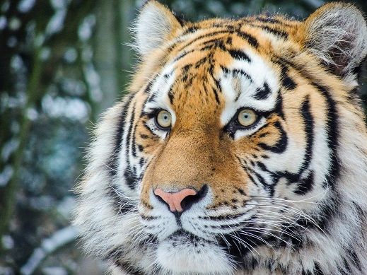 Afbeelding 2 van Dierenpark Amersfoort en Nationaal Militair museum