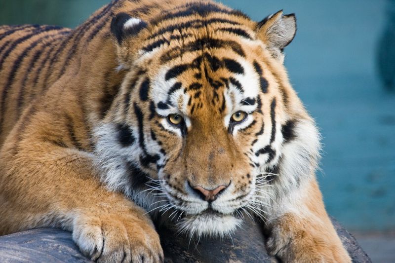 Afbeelding 4 van Dierenpark Amersfoort en Nationaal Militair museum