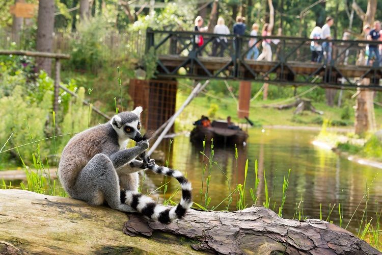 Afbeelding 3 van Dierenpark Amersfoort en Nationaal Militair museum