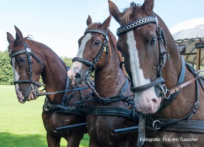 Afbeelding 1 van Dagtocht Oald Heldern