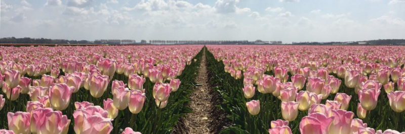 Afbeelding 3 van Tulpen route Noordoostpolder