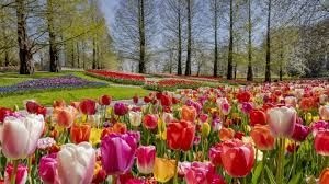 Afbeelding 1 van Keukenhof 2023