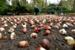 Thumbnail 3 van Keukenhof 2023