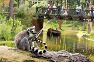 Thumbnail 3 van Dierenpark Amersfoort en Nationaal Militair museum