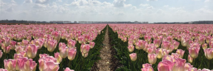 Thumbnail 3 van Tulpen route Noordoostpolder